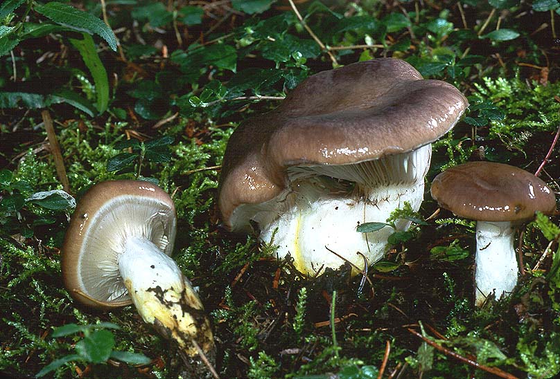 Gomphidius oregonensis